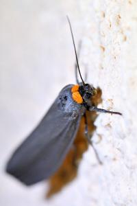 <i>Atolmis rubricollis</i>