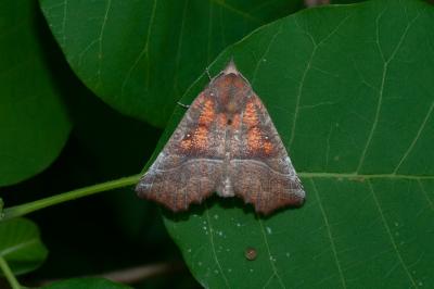 <i>Scoliopteryx libatrix</i>