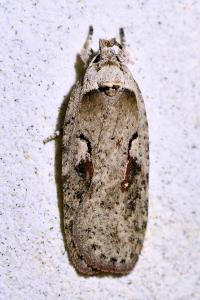 <i>Agonopterix ocellana</i>