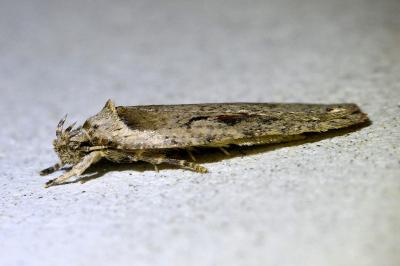 <i>Agonopterix ocellana</i>