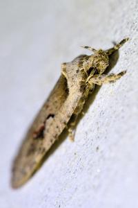 <i>Agonopterix ocellana</i>