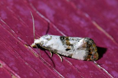 <i>Cochylis hybridella</i>
