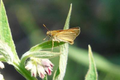 <i>Thymelicus sylvestris</i>