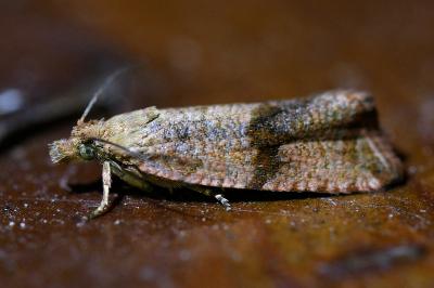 <i>Celypha striana</i>