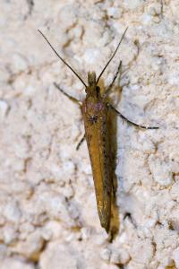 <i>Ypsolopha ustella</i>