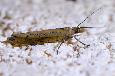 <i>Ypsolopha ustella</i>
