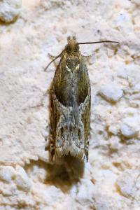 <i>Ancylis comptana</i>
