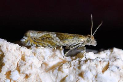 <i>Ancylis comptana</i>