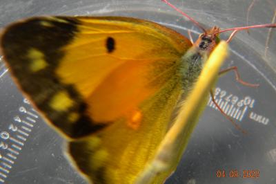 <i>Colias crocea</i>