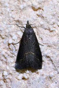 <i>Schrankia costaestrigalis</i>