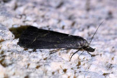 <i>Schrankia costaestrigalis</i>