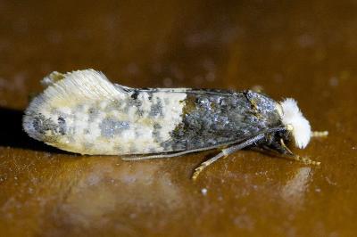 <i>Trichophaga tapetzella</i>