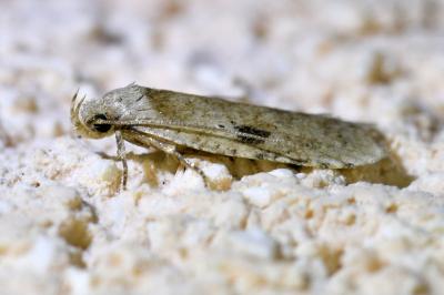 <i>Agonopterix propinquella</i>
