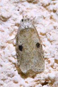 <i>Agonopterix propinquella</i>