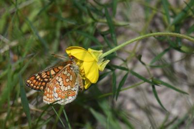 <i>Euphydryas aurinia</i>