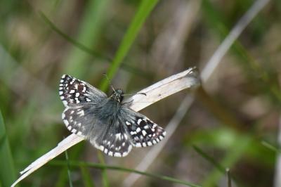 <i>Pyrgus malvae</i>