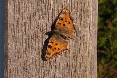 <i>Nymphalis polychloros</i>