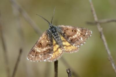 <i>Isturgia famula</i>