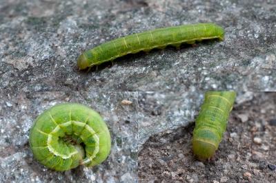<i>Agrochola lychnidis</i>