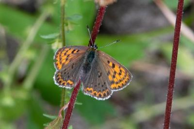 <i>Lycaena tityrus</i>