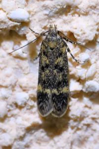 <i>Bryotropha</i>