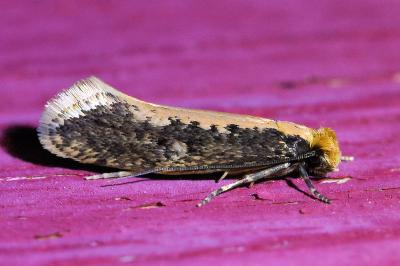 <i>Monopis crocicapitella</i>