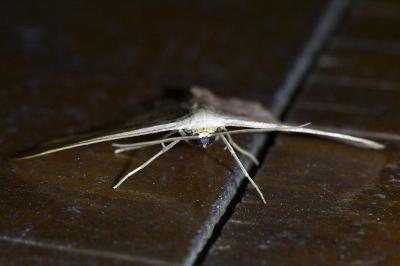 <i>Scopula imitaria</i>