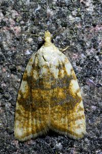 <i>Aleimma loeflingiana</i>
