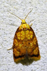 <i>Acleris bergmanniana</i>