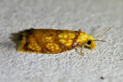 <i>Acleris bergmanniana</i>
