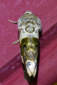 <i>Acontia lucida</i>