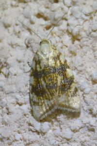 <i>Aleimma loeflingiana</i>