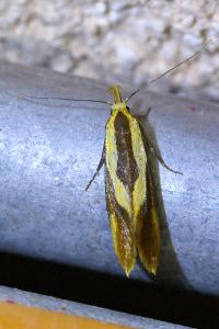 <i>Harpella forficella</i>