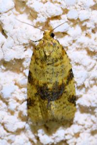 <i>Epagoge grotiana</i>