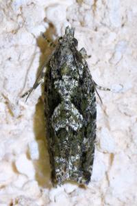 <i>Zeiraphera isertana</i>