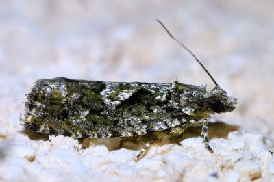 <i>Zeiraphera isertana</i>