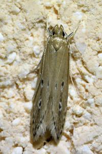 <i>Limnaecia phragmitella</i>