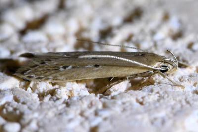 <i>Limnaecia phragmitella</i>
