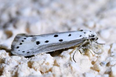 <i>Ethmia terminella</i>