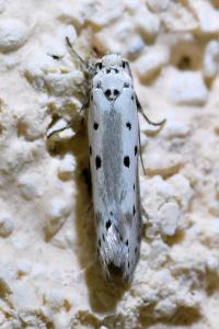 <i>Ethmia terminella</i>