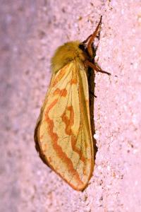 <i>Hepialus humuli</i>