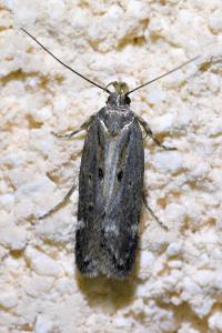 <i>Aroga velocella</i>