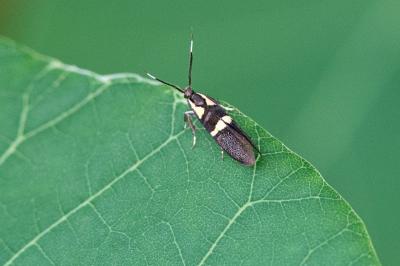 <i>Dasycera oliviella</i>