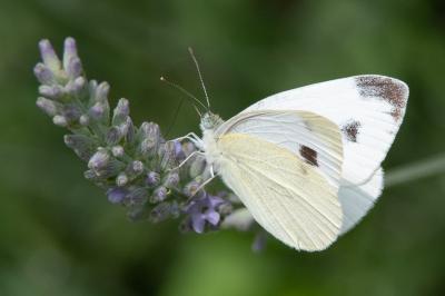 <i>Pieris rapae</i>