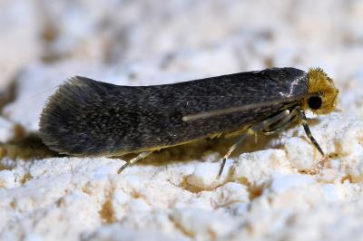 <i>Cephimallota crassiflavella</i>