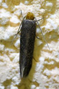 <i>Cephimallota crassiflavella</i>