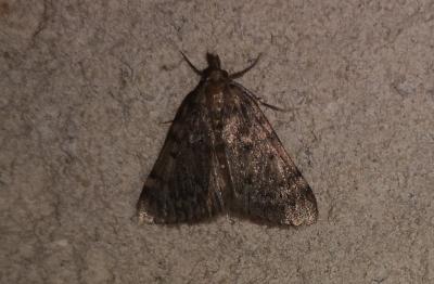 <i>Aglossa pinguinalis</i>