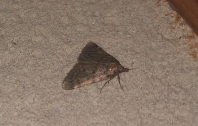 <i>Aglossa pinguinalis</i>