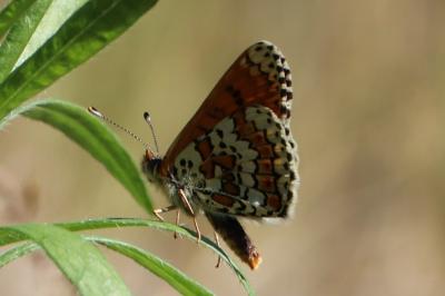 <i>Melitaea cinxia</i>