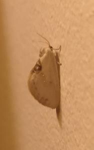 <i>Cilix glaucata</i>